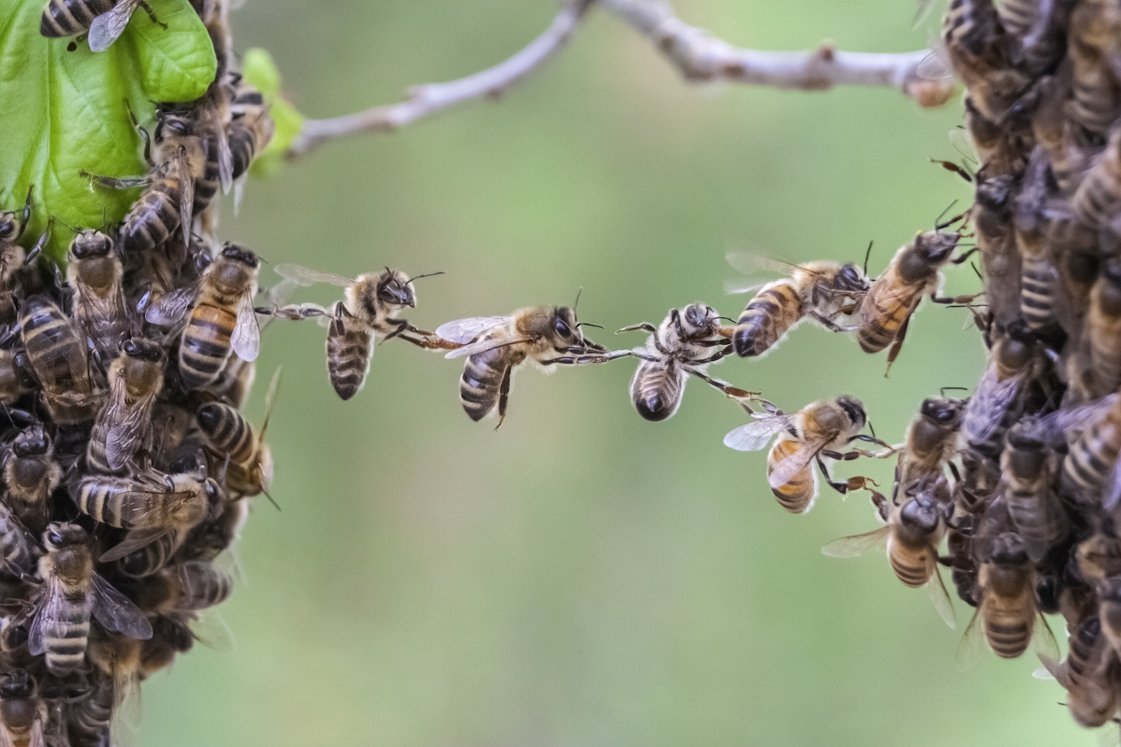 5 Tips on How to Keep Bees and Wasps Away