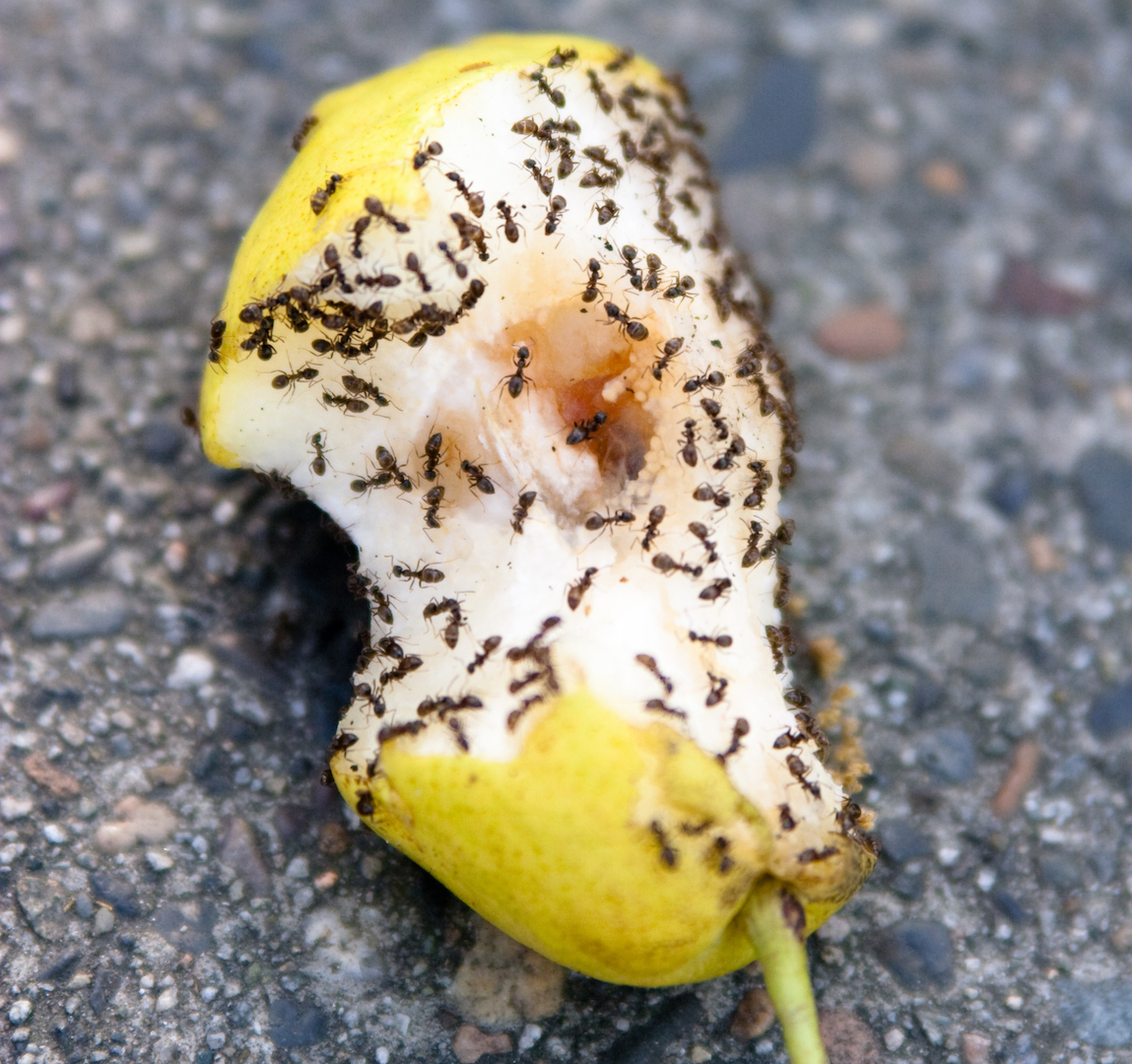 An apple being consumed by swarm of ants