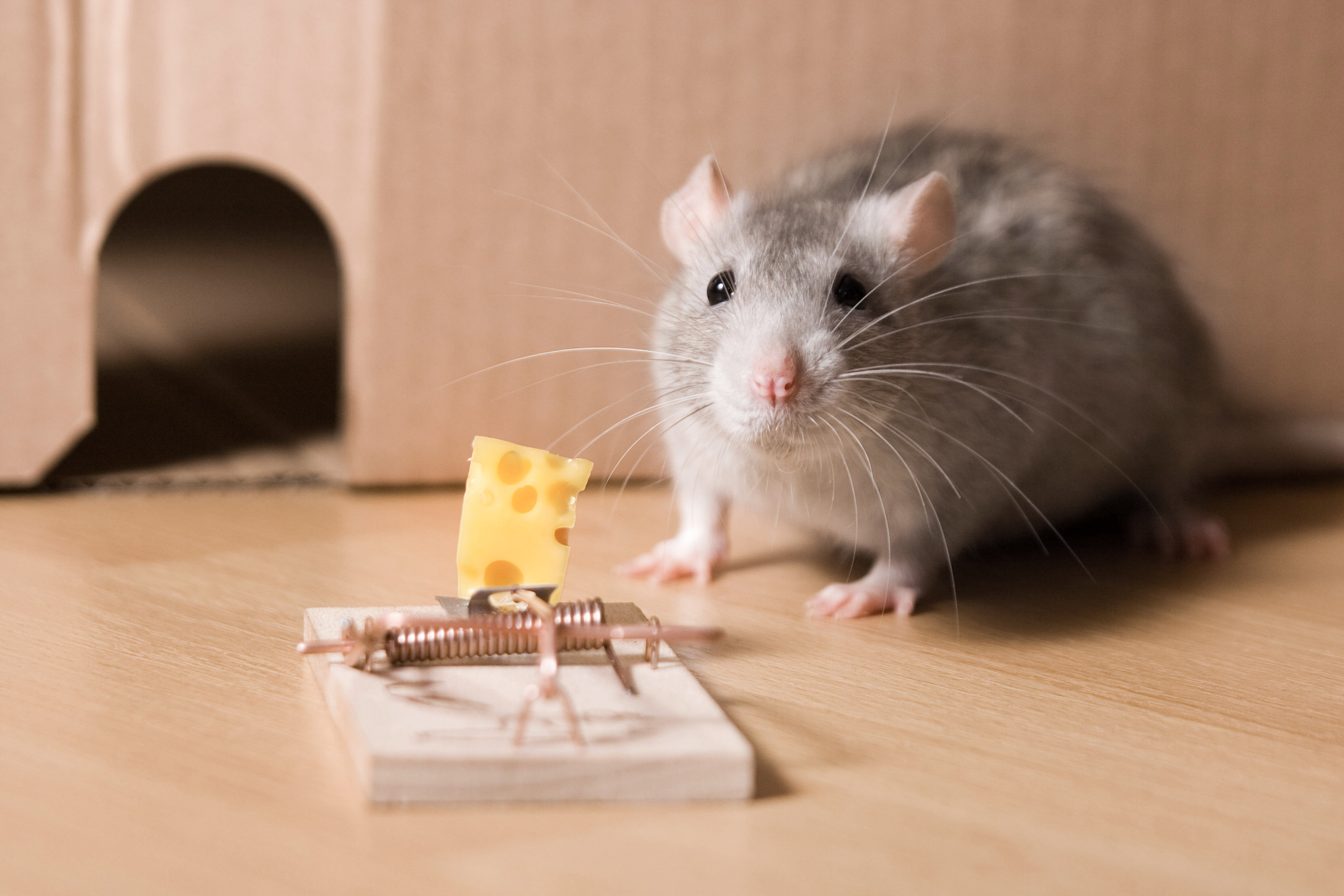 A rat in front of a mouse trap with cheese