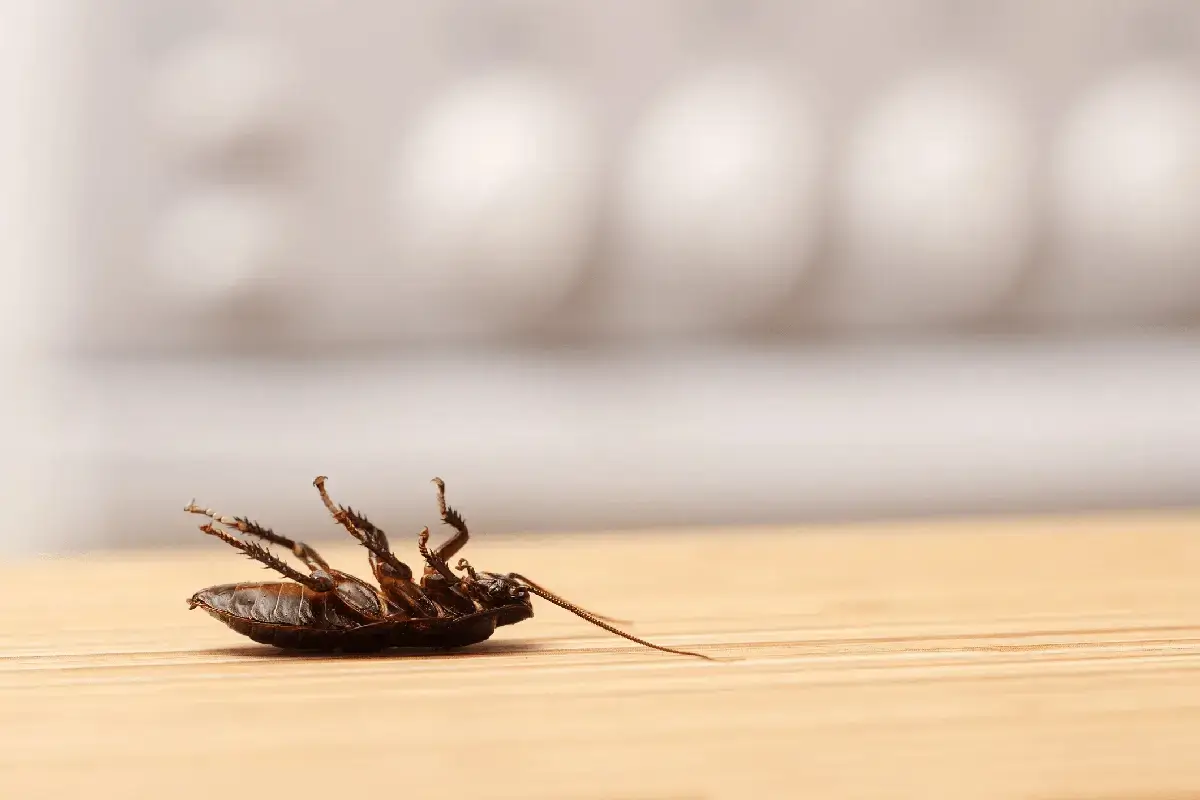 a dead cockroach on the floor