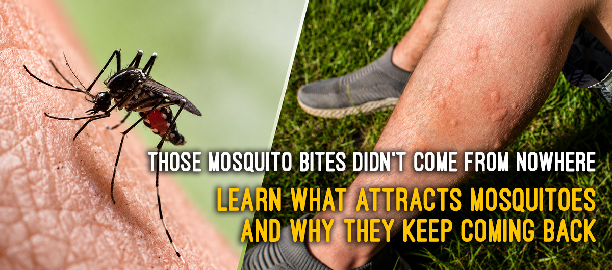 Collage of two images: left side shows close up of mosquito biting skin, right side shows a pair of legs that have been bitten by mosquitos. Text reads: Those Mosquito Bites Didn't Come From Nowhere. Learn what attracts mosquitoesand why they keep coming back.