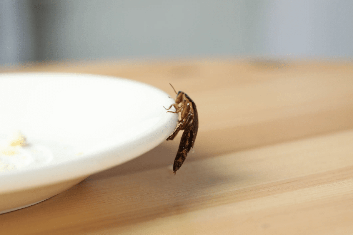 a cockroach clombing over a plate
