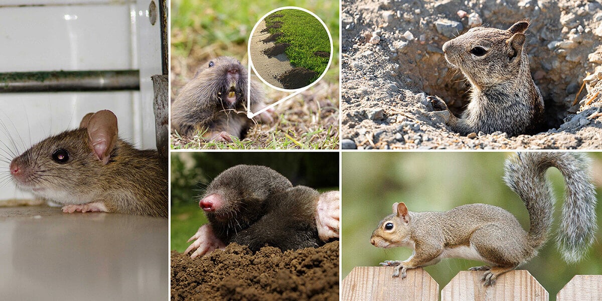 Types of rodents like rats, squirrels, gophers, ground hogs, etc.