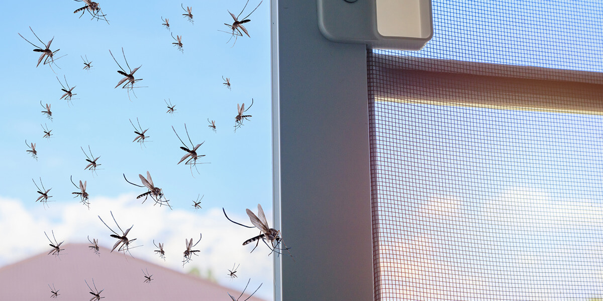 Mosquitos flying into a home through an open window.