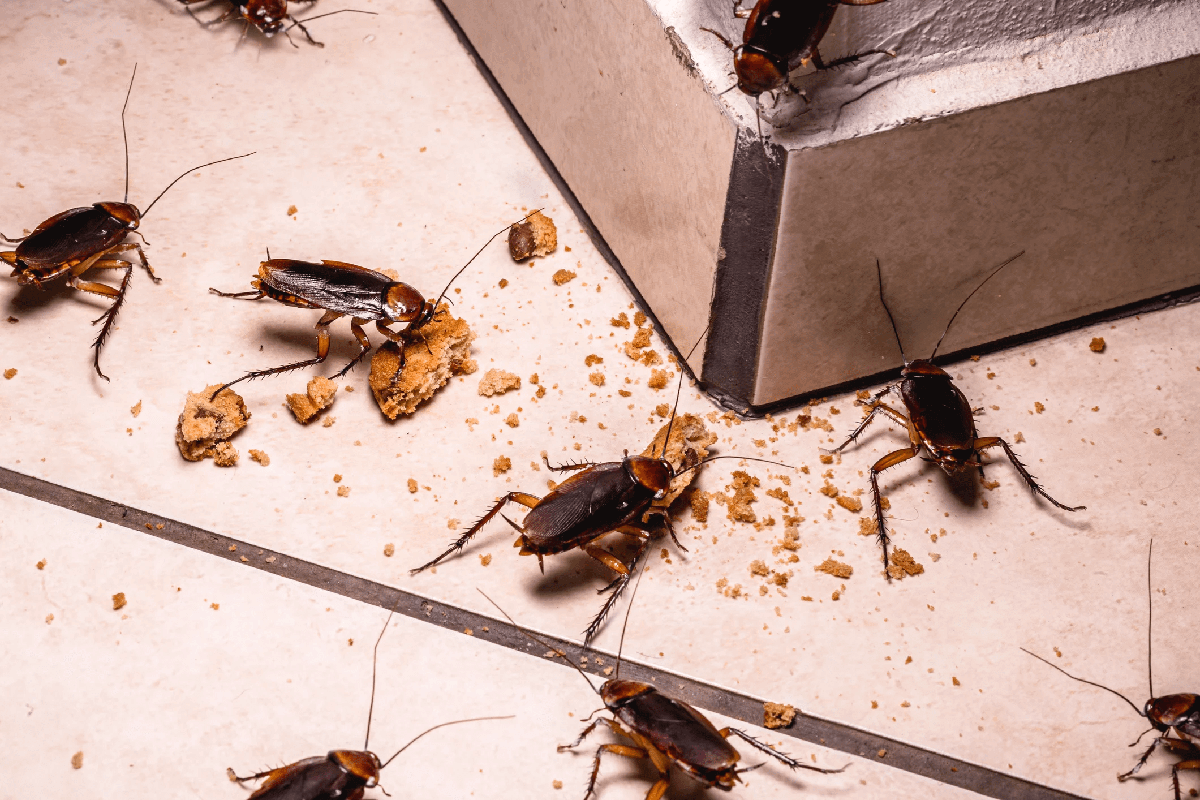 a group of cockroaches feasting over cookies