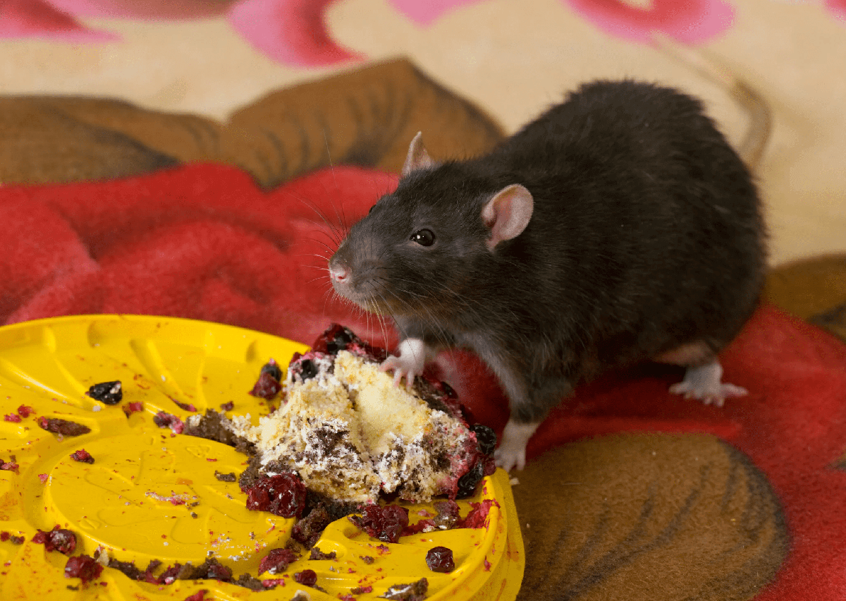 What Do Rats Eat That We Eat?