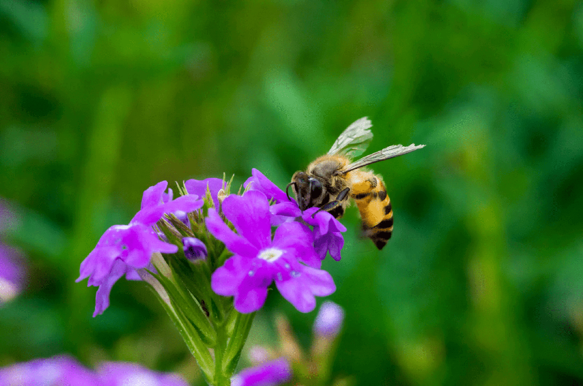 a bee over a violet flower