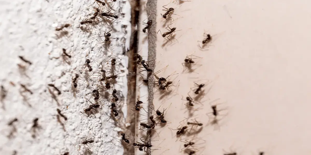 ants trying to get in an open wall