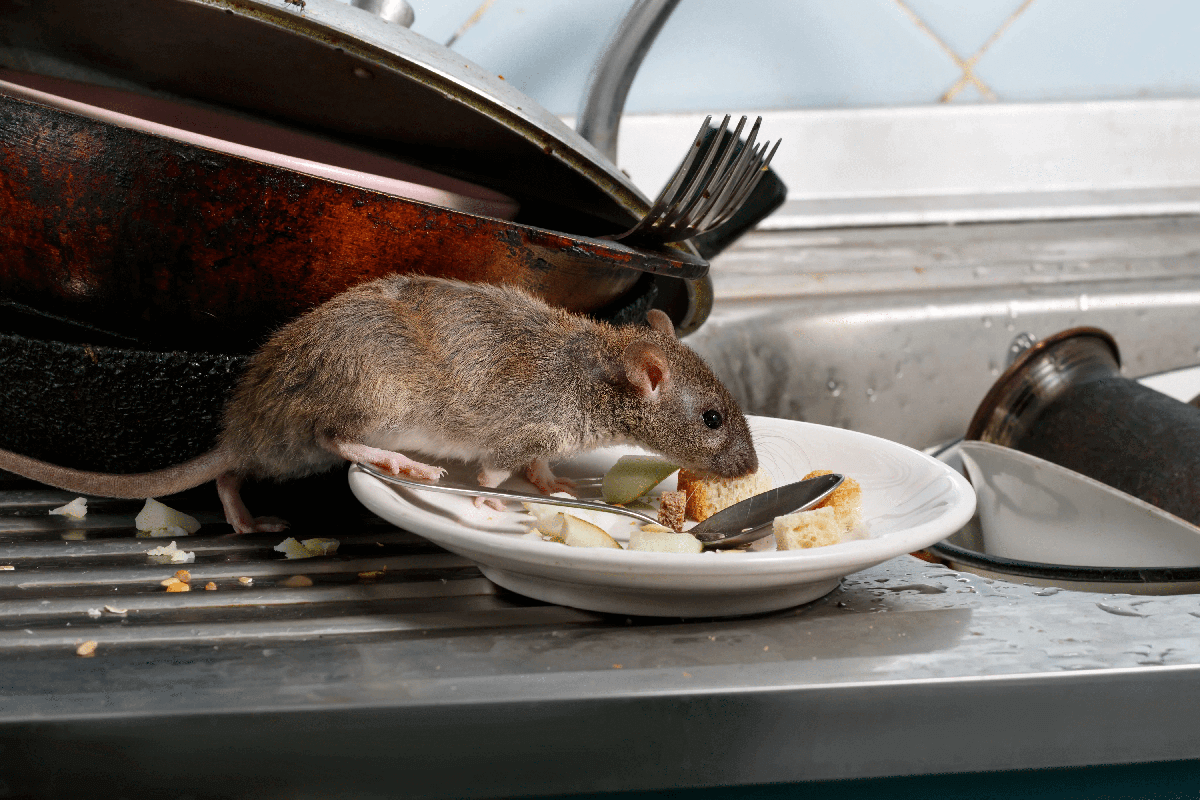 mouse feasting on left overs on kitchen sink