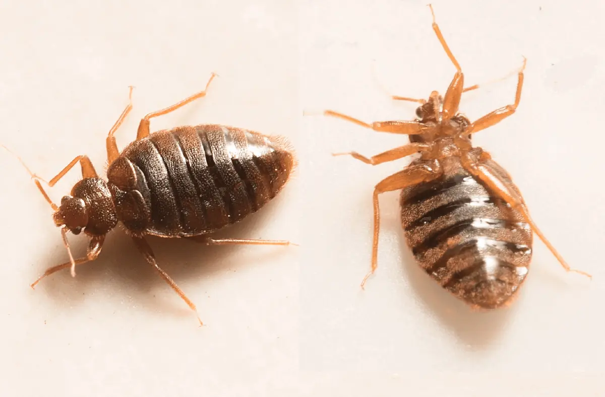 two dead cockroach