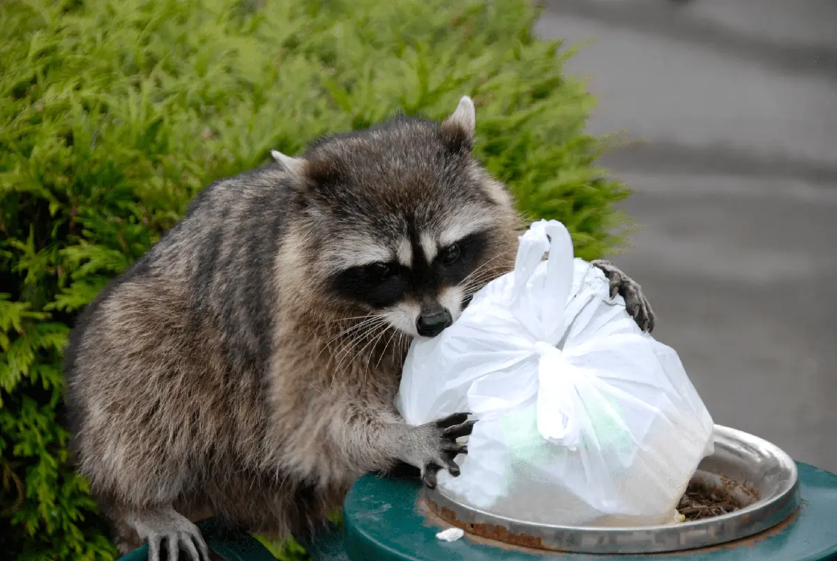racoon looking for food on a garbage can