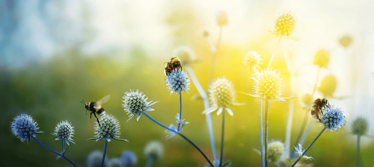 bees pollinating flowers