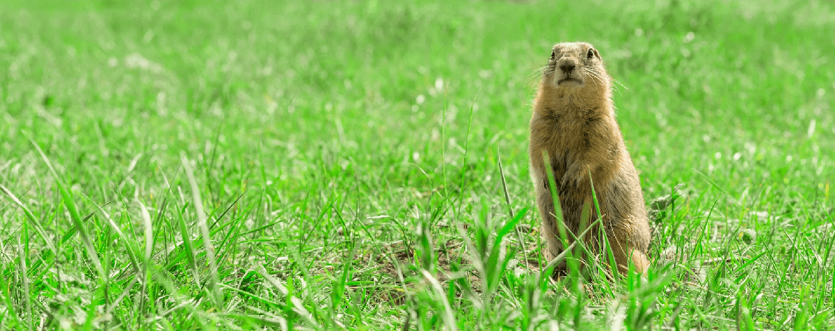 a squirrel standing at the center of a green field