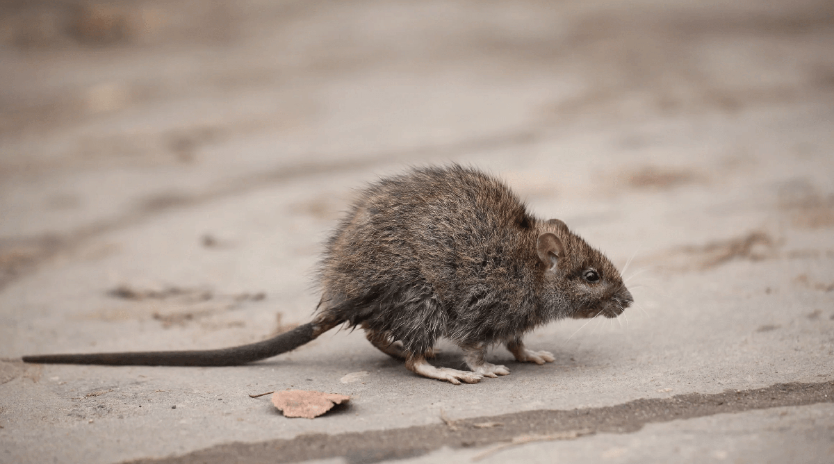 a big mouse staring on the street