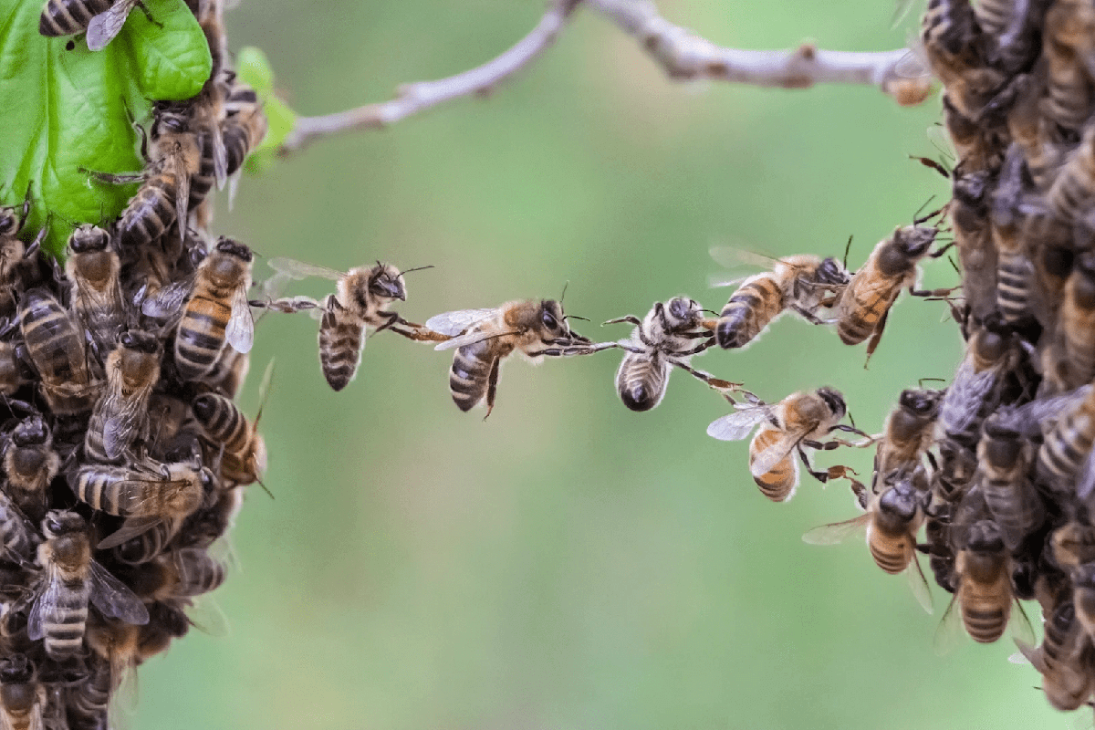 group of bees making a bridge