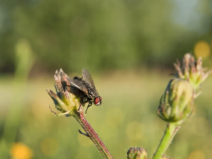 botflies on flower bud