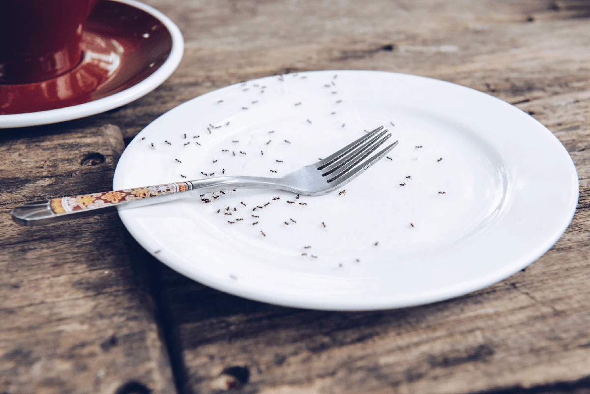 ants swarmed over a plate with a fork