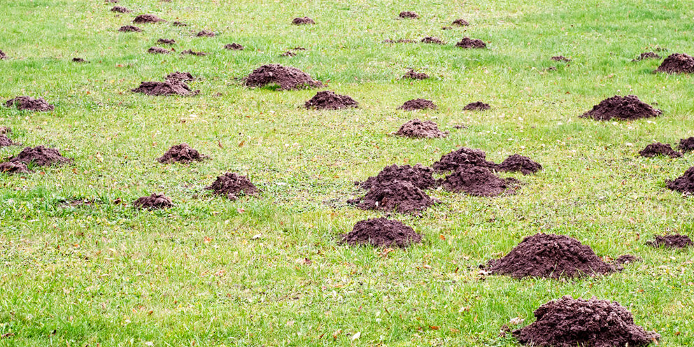 Ground littered with burrows from pests.