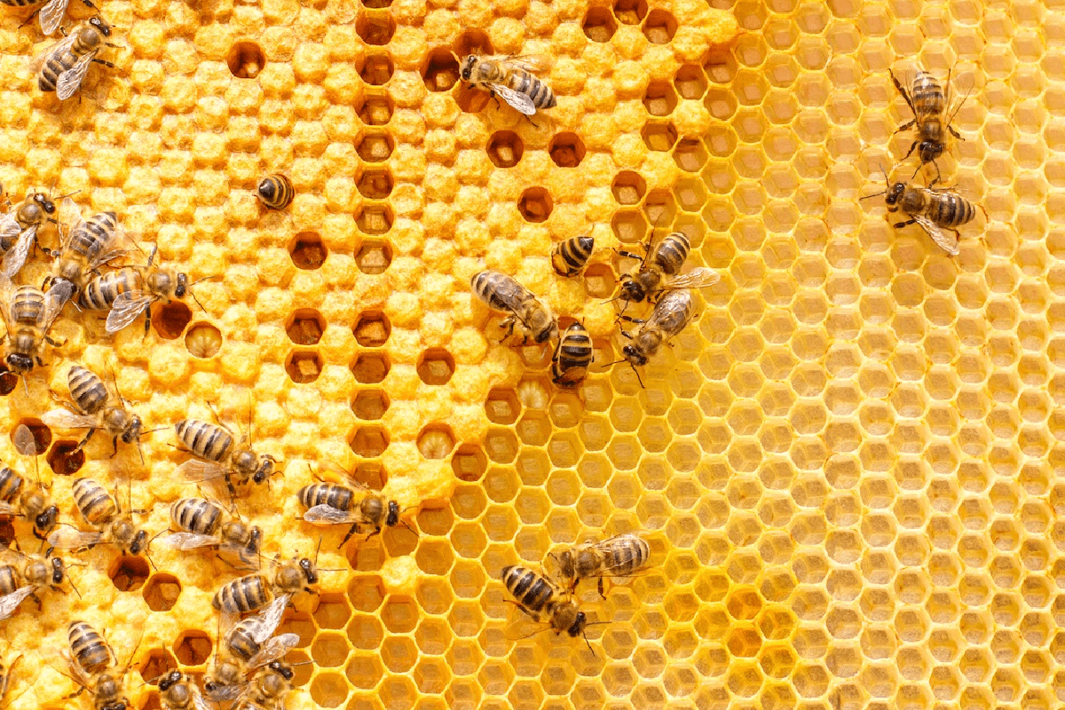 honey bees