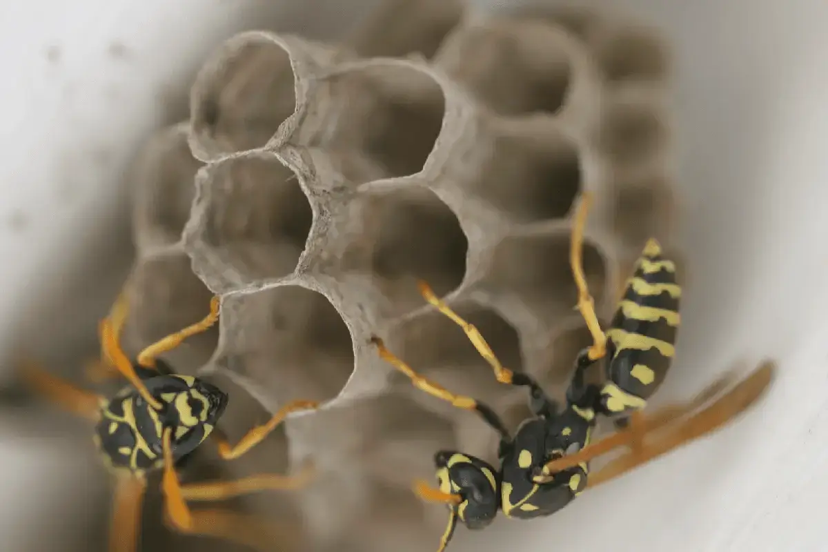 up close shot of two bees on a bee hive