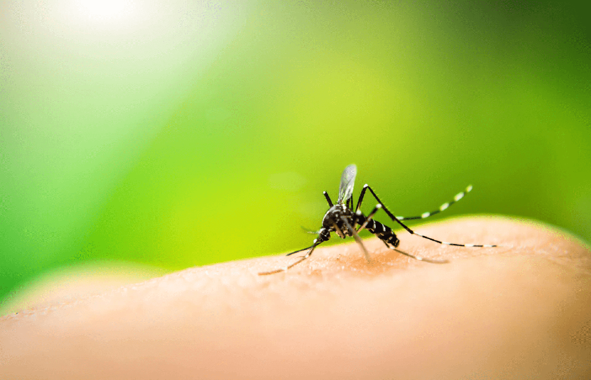 a mosquito ready to bite on a man's skin