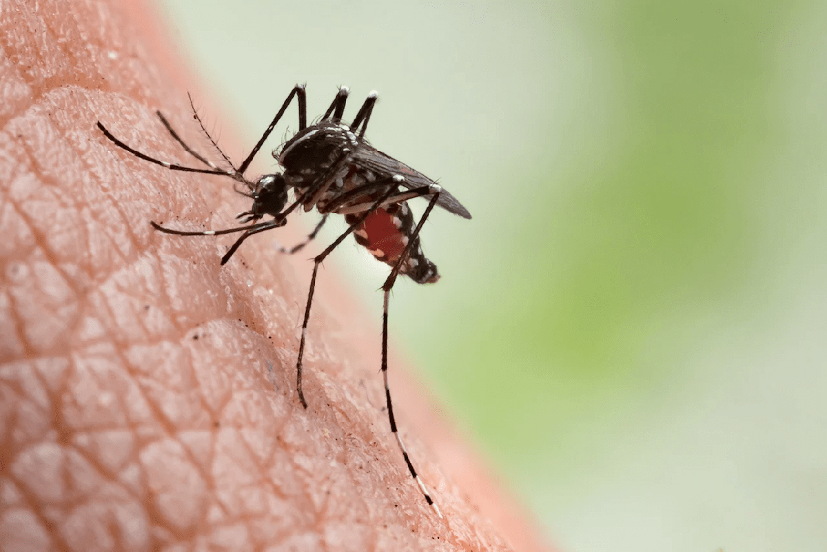 mosquito ready to bite