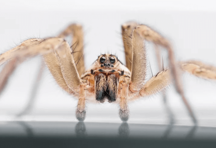 up close shot of Brown Recluse Spider