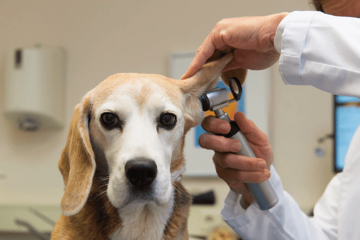 dog's ear being checked up by a veterinarian