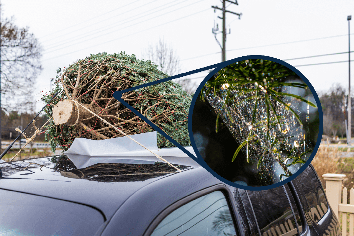 Christmas tree tied up on the car with spider webs