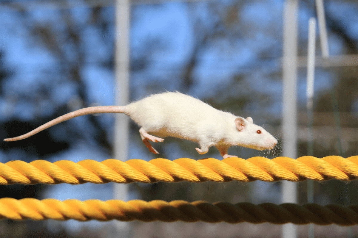 white mouse running on a yellow rope