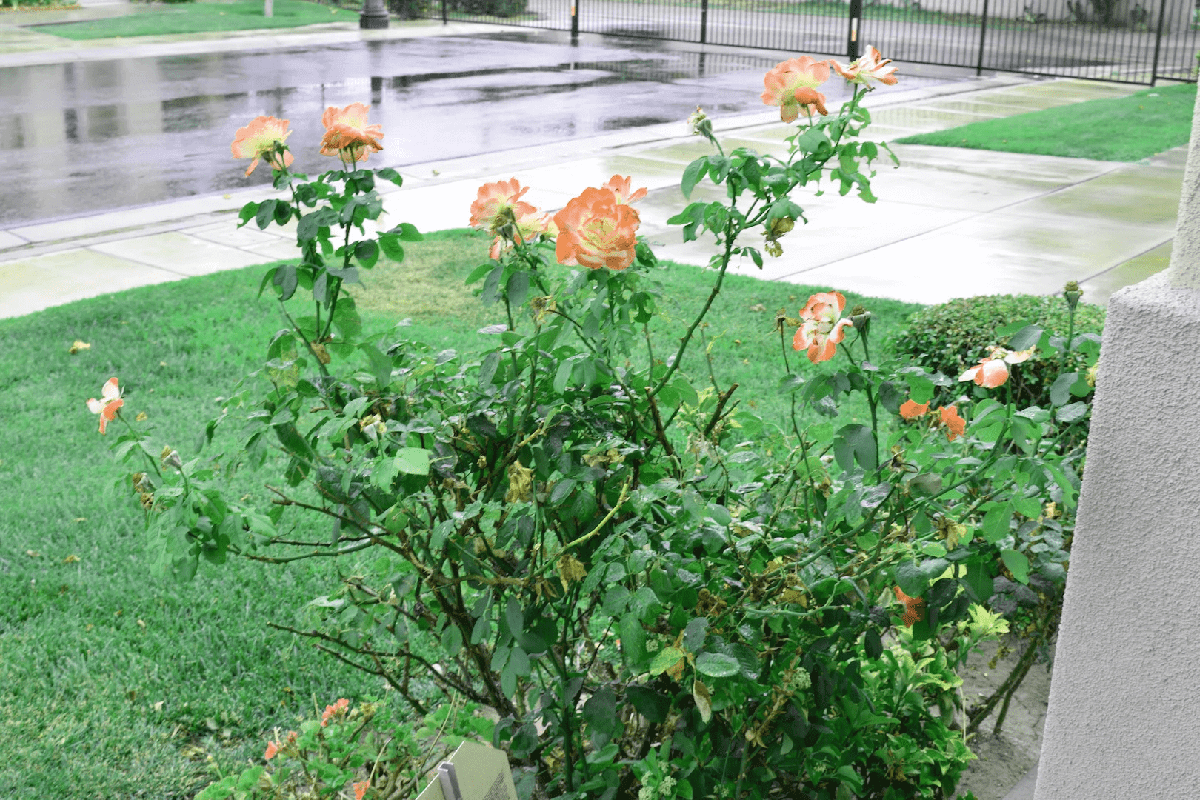 rose plan with lots of flowers under the rain
