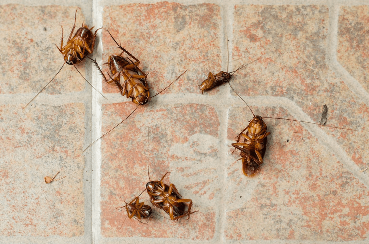 dead cockroaches lying on the floor