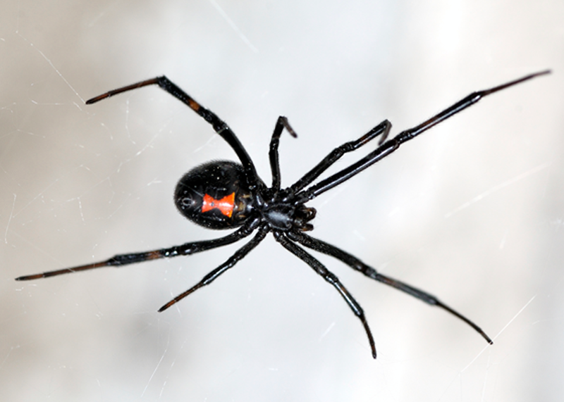 upclose image of black spider