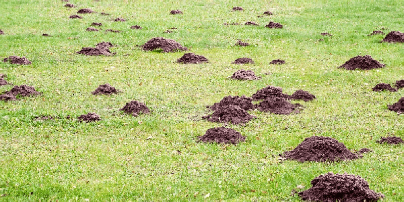 moles scattered on a lawn