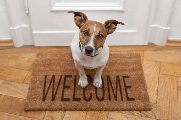 a dog standing on a welcome rag