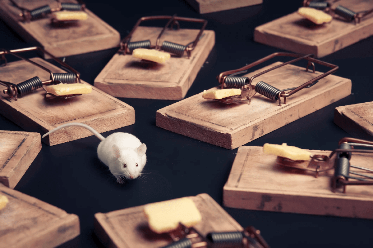 a small white mouse surrounded by mouse traps with cheese