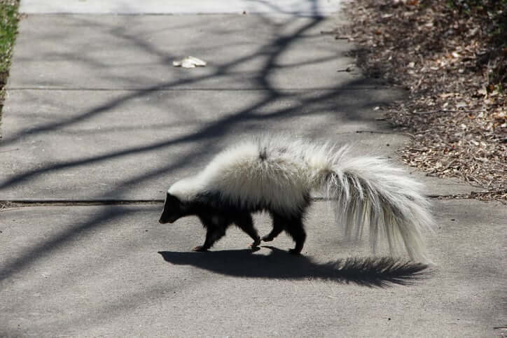 hooded skunk walking on the street
